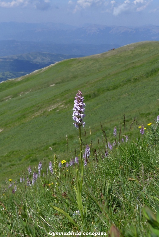 Monte Doro e Cima della Laghetta, le orchidee e i loro ambienti - luglio 2025.